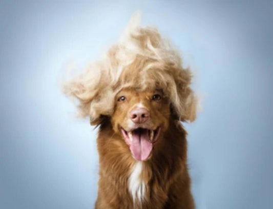 Why is my dog shedding so much? Image of Border Collie surrounded by hair pulled out after brushing.