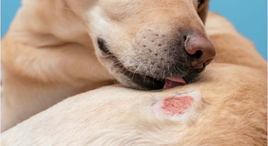 Dog scratching and itching its neck, a common sign of skin irritation or coat health issues in dogs.