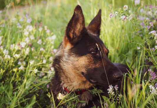 Hidden spring yard dangers for dogs including mushrooms, lawn chemicals, insects, and standing water.