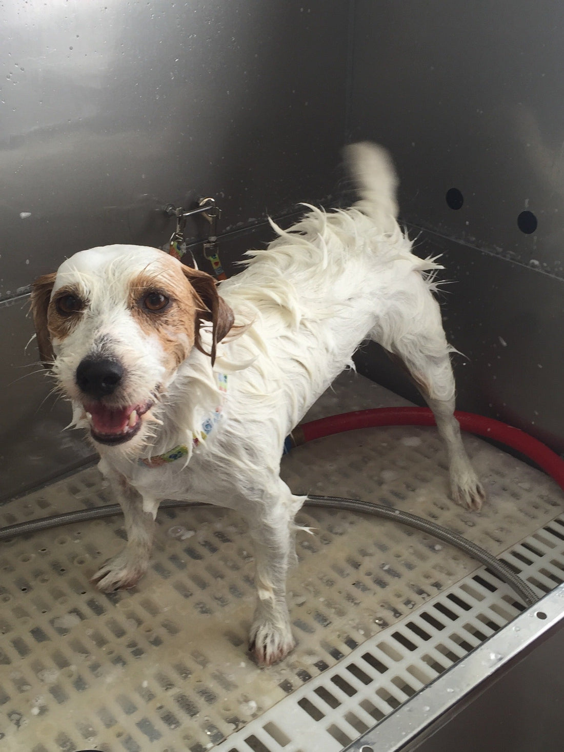How Often Should You Really Bathe Your Dog? (A Groomer's Honest Answer)