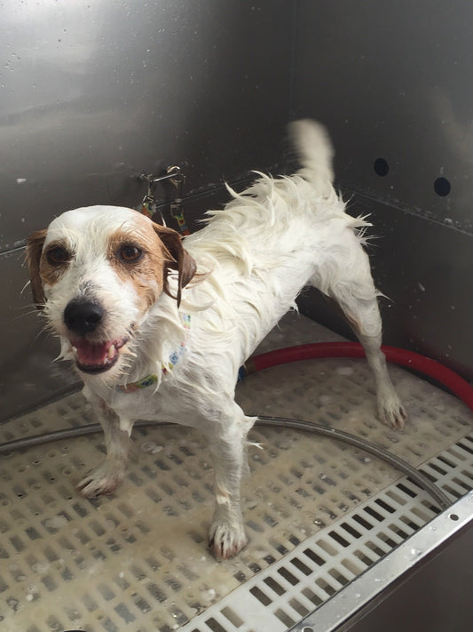 How Often Should You Really Bathe Your Dog? (A Groomer's Honest Answer)