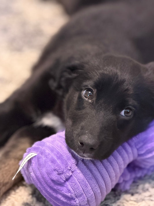 Black puppy sitting calmly staring at owner