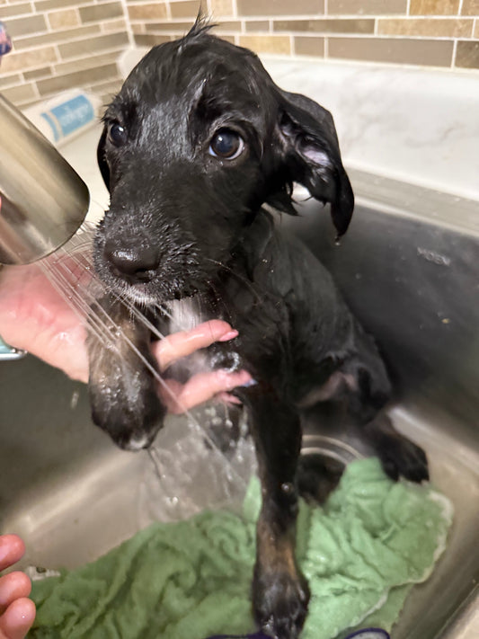 Why Is My Dog Shedding More After a Bath? A Groomer Explains