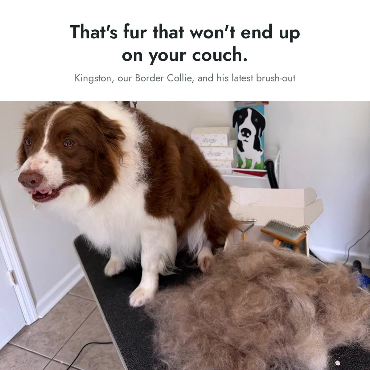 Border Collie Kingston next to a large pile of undercoat brushed out with the For Fur Sake Deshedding System